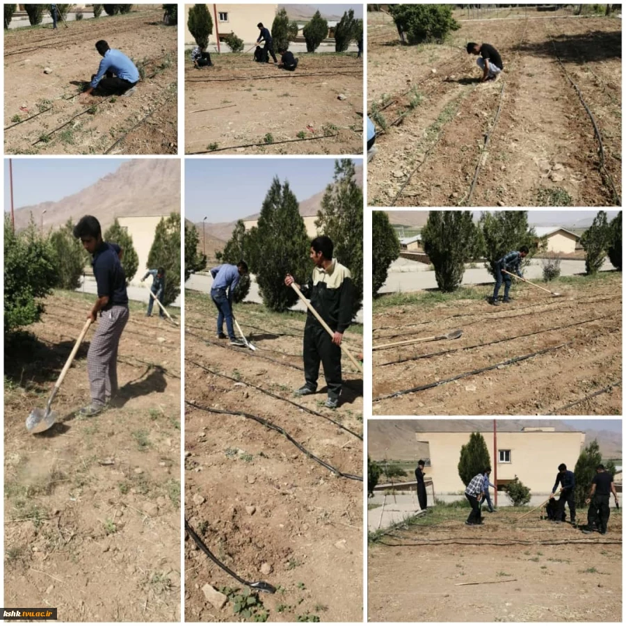 عملیات کشاورزی دانشجویان در مزرعه گیاهان دارویی